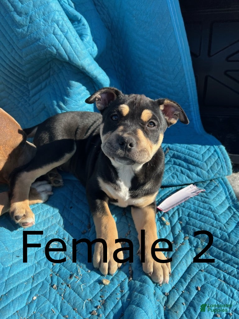 Mixed Breed dogs Mixed Breed Puppy 4 - Ad 18