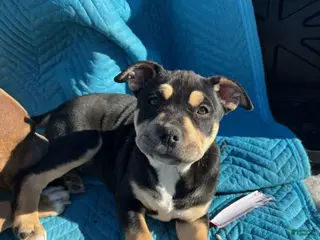 Mixed Breed dogs Mixed Breed Puppy 4 - Ad 19