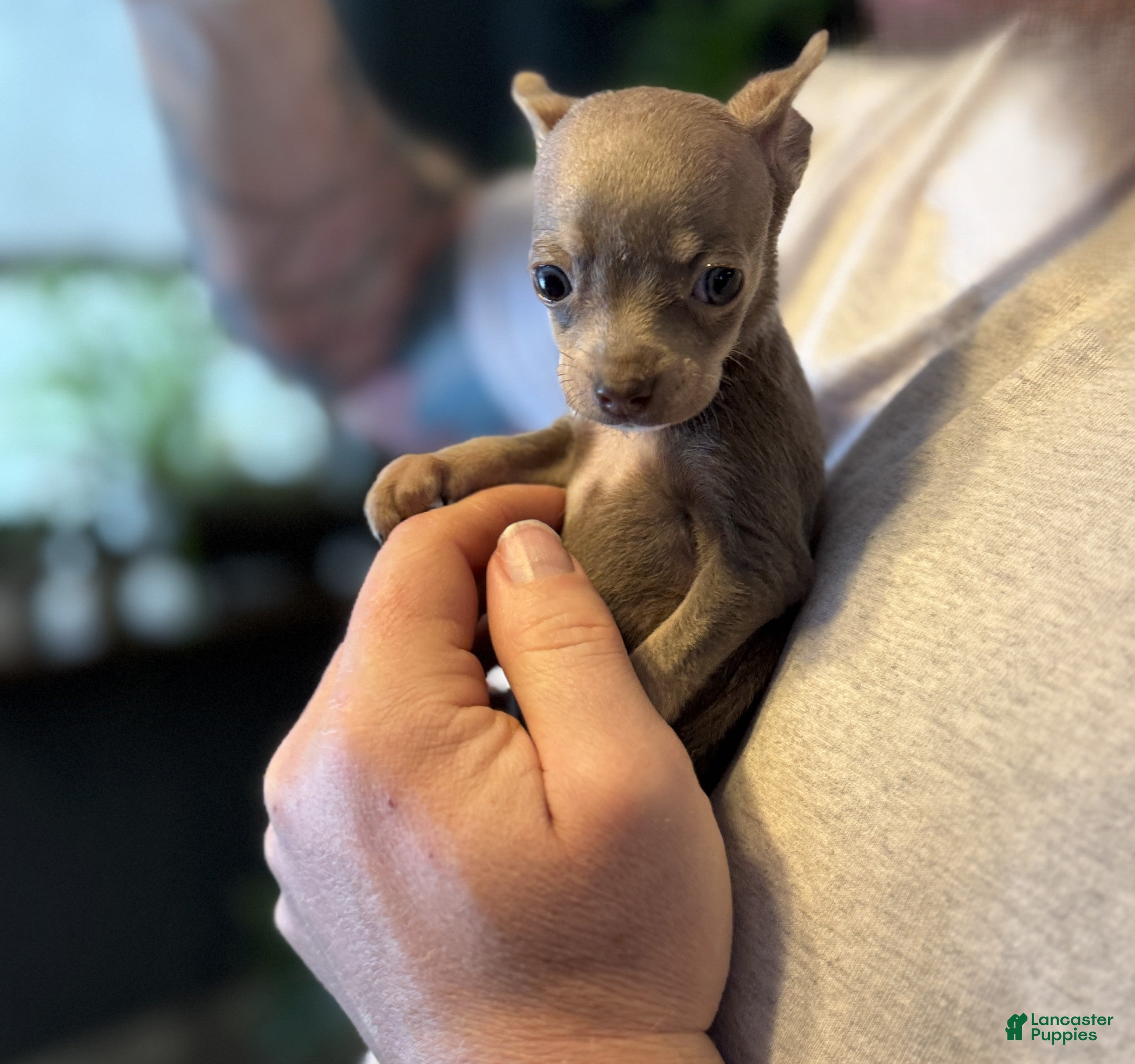 Chihuahua dogs Lilac Micro - Ad 5