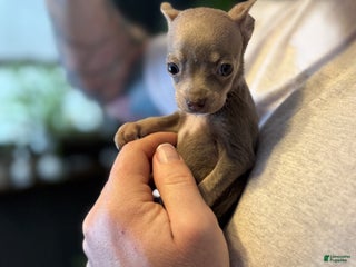 Chihuahua dogs Lilac Micro - Ad 8