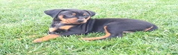 Mixed Breed dogs for sale: Sabrina - Ad 9