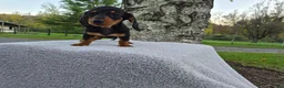 Miniature Dachshund dogs for sale: Remy  - Ad 3