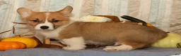 Welsh Corgi Pembroke dogs for sale: Oscar - Ad 8