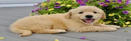 Golden Retriever dogs for sale: Trixie - Ad 6