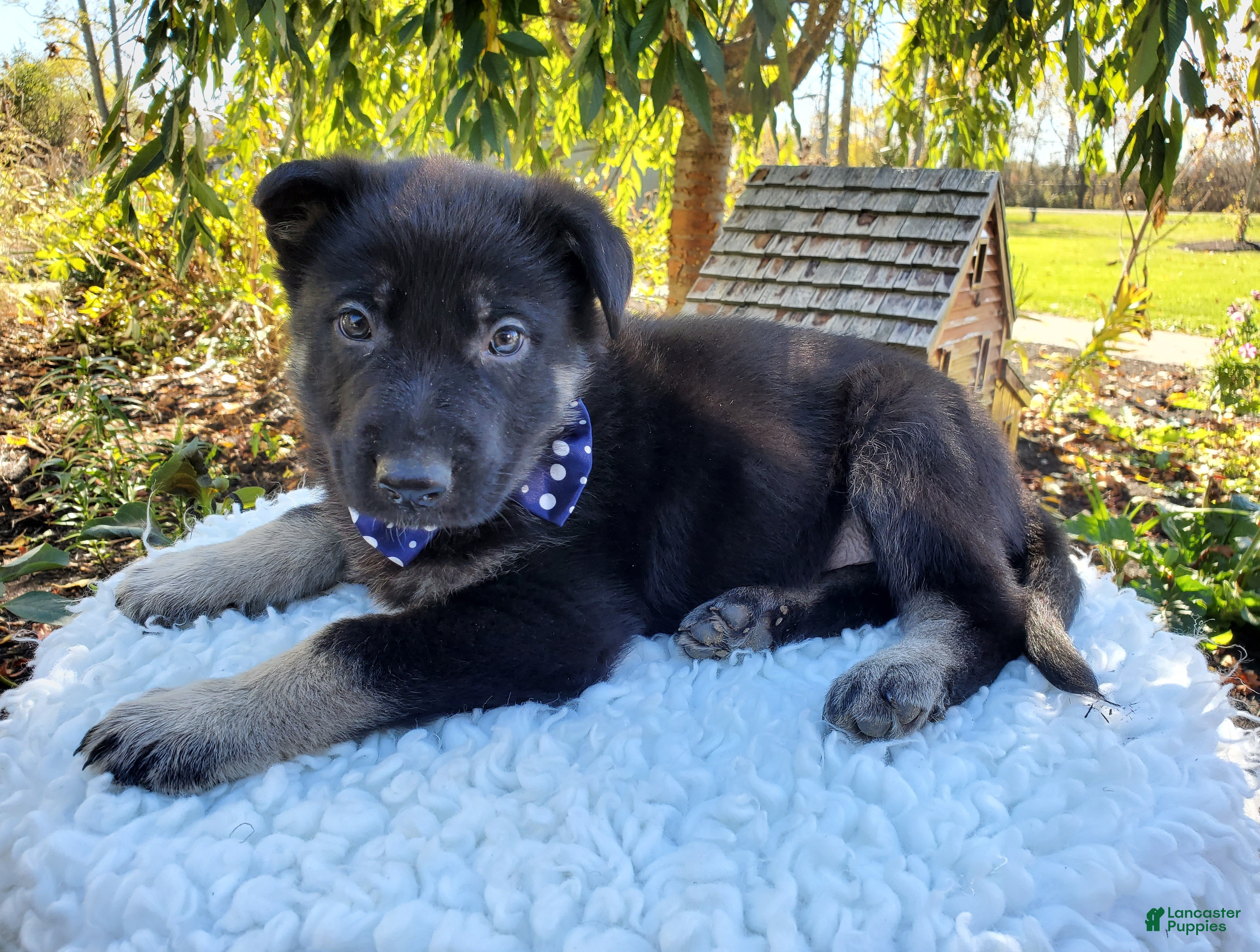 German Shepherd dogs for sale: Timmy - Ad 1