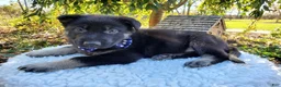 German Shepherd dogs for sale: Timmy - Ad 1