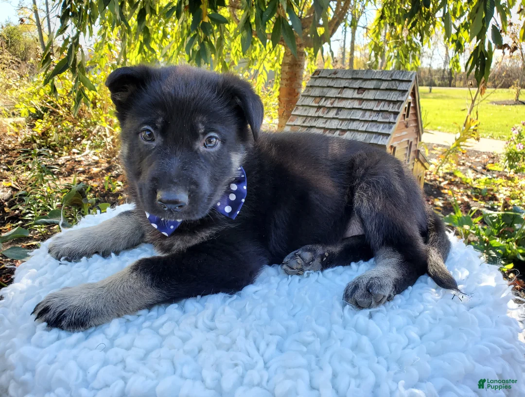 German Shepherd dogs for sale: Timmy - Ad 1