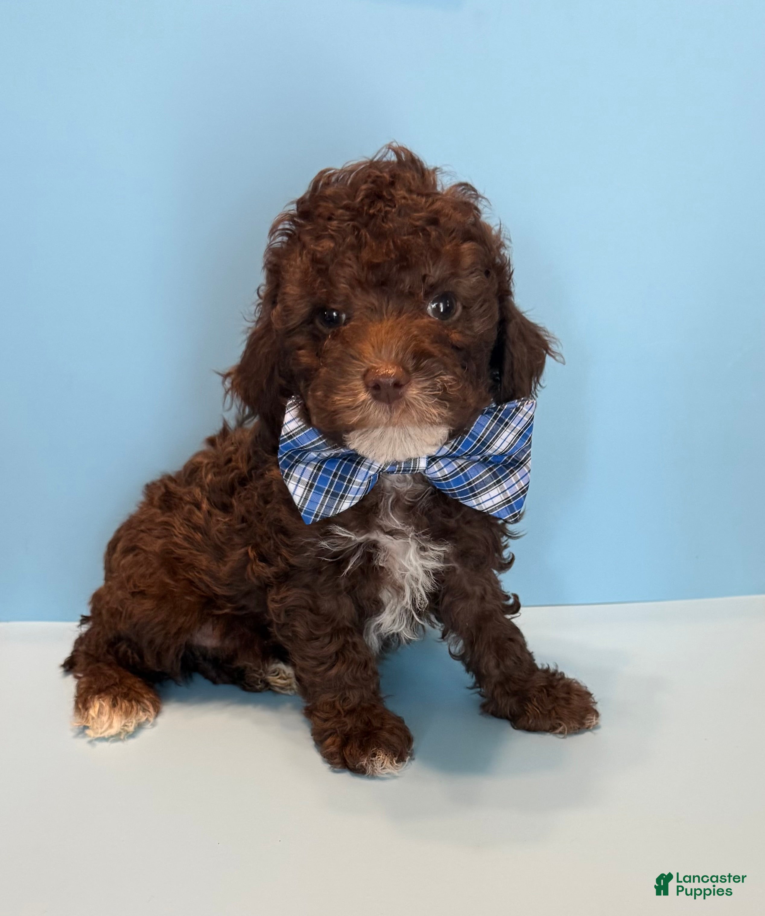 Toy Poodle dogs Toy Poodle 4 - Ad 2
