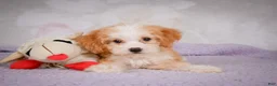 Mini Bernedoodle dogs for sale: Mandy - Ad 3