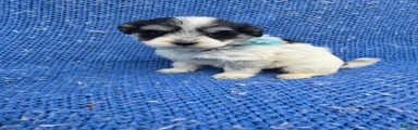 Timmy