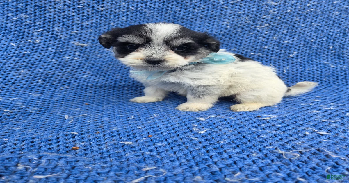 Timmy Morkie for sale in La Habra | Lancaster Puppies