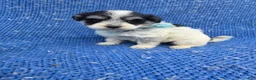 Morkie dogs for sale: Timmy - Ad 1