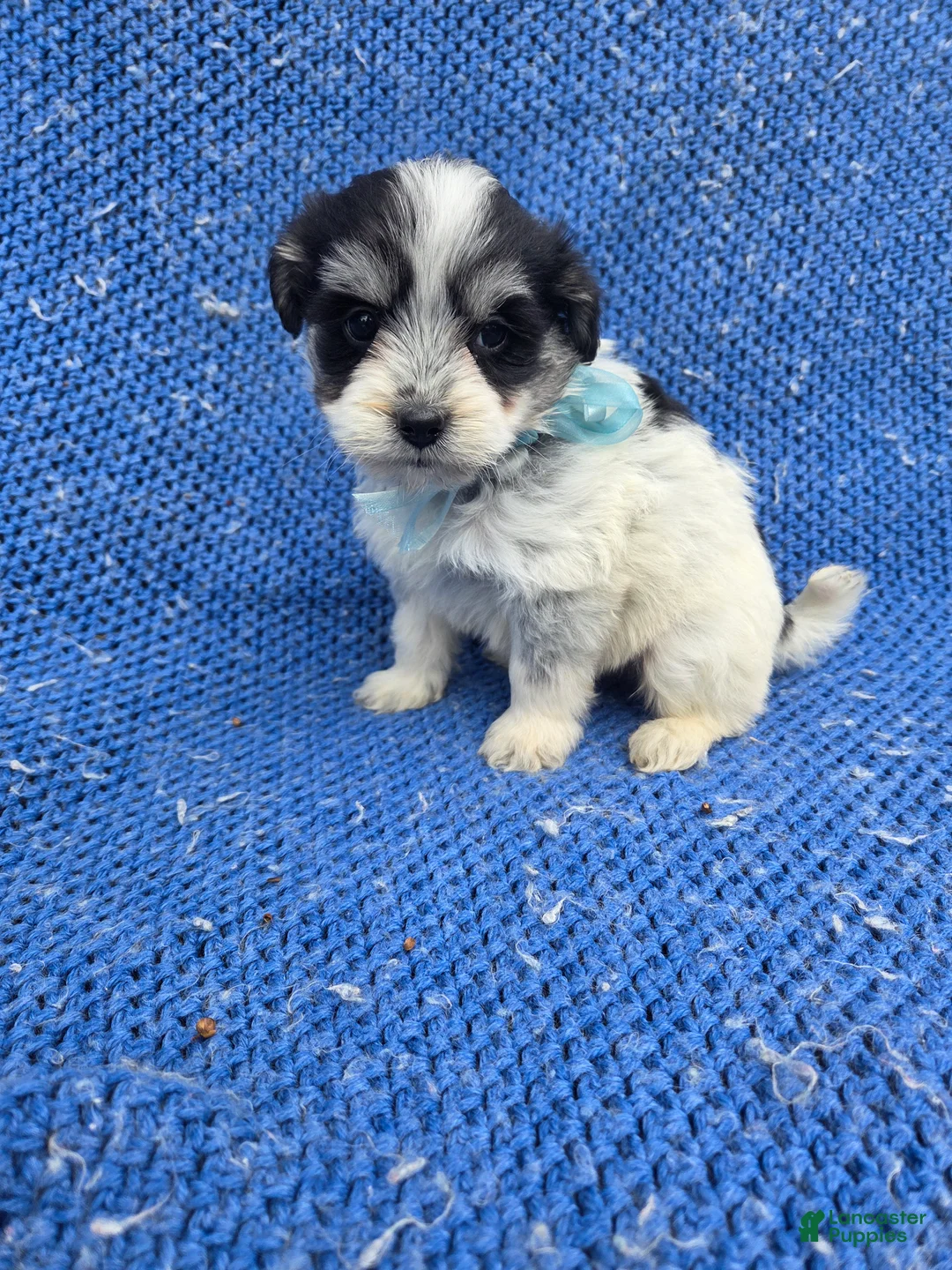 Morkie dogs for sale: Timmy - Ad 1
