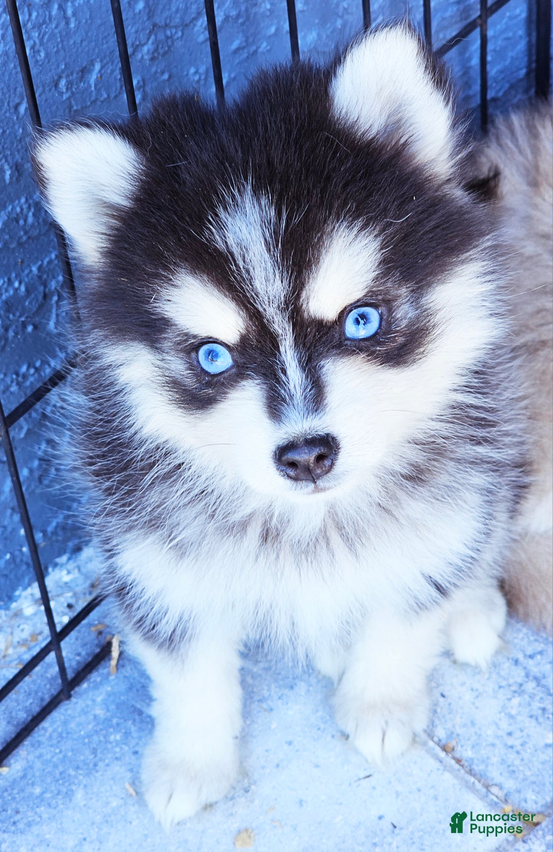 Pomsky dogs for sale: Jasper - Ad 3