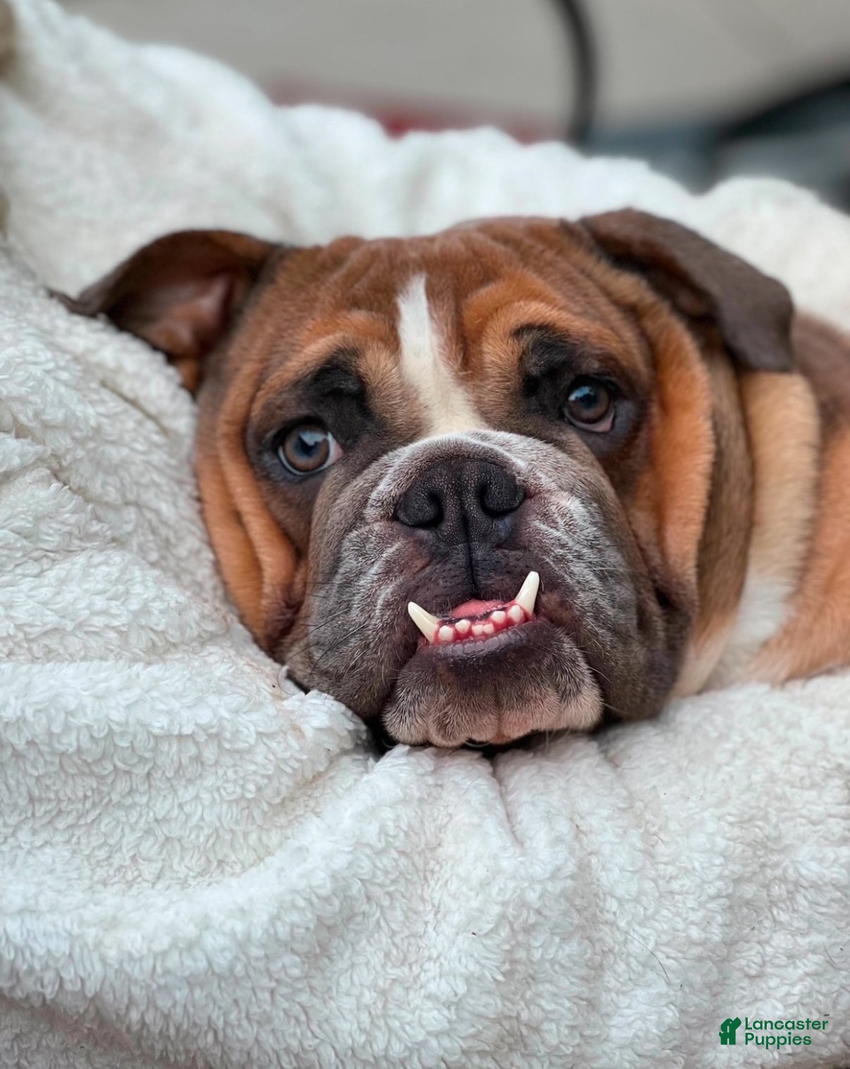 English Bulldog dogs English Bulldog Puppy 1 - Ad 2