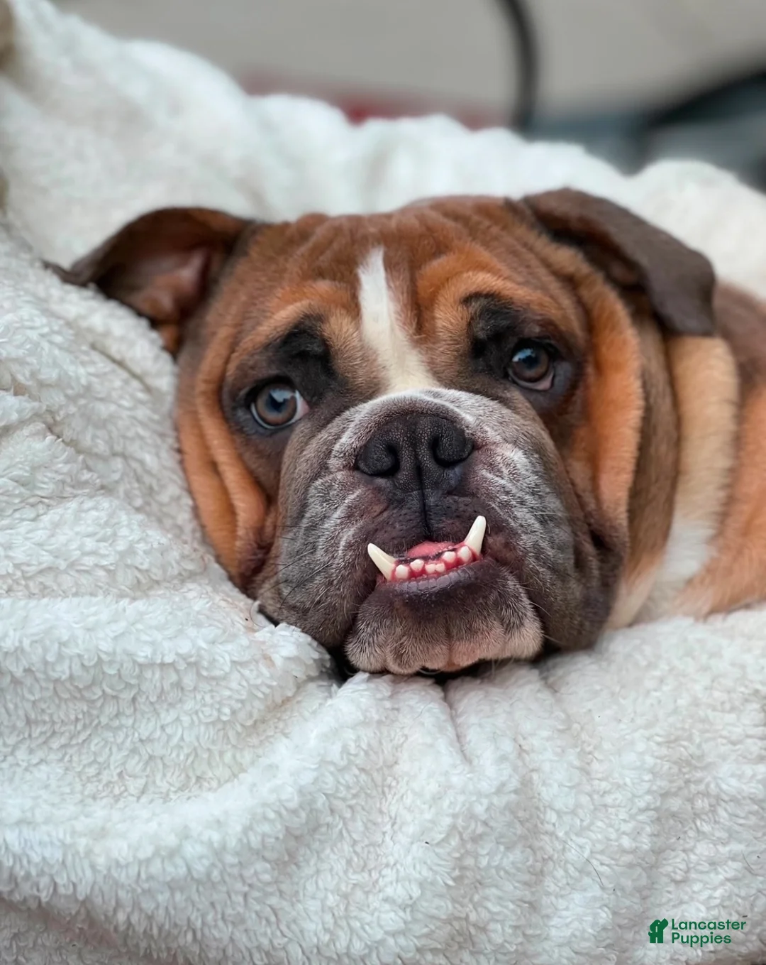 English Bulldog dogs for sale: English Bulldog Puppy 1 - Ad 2