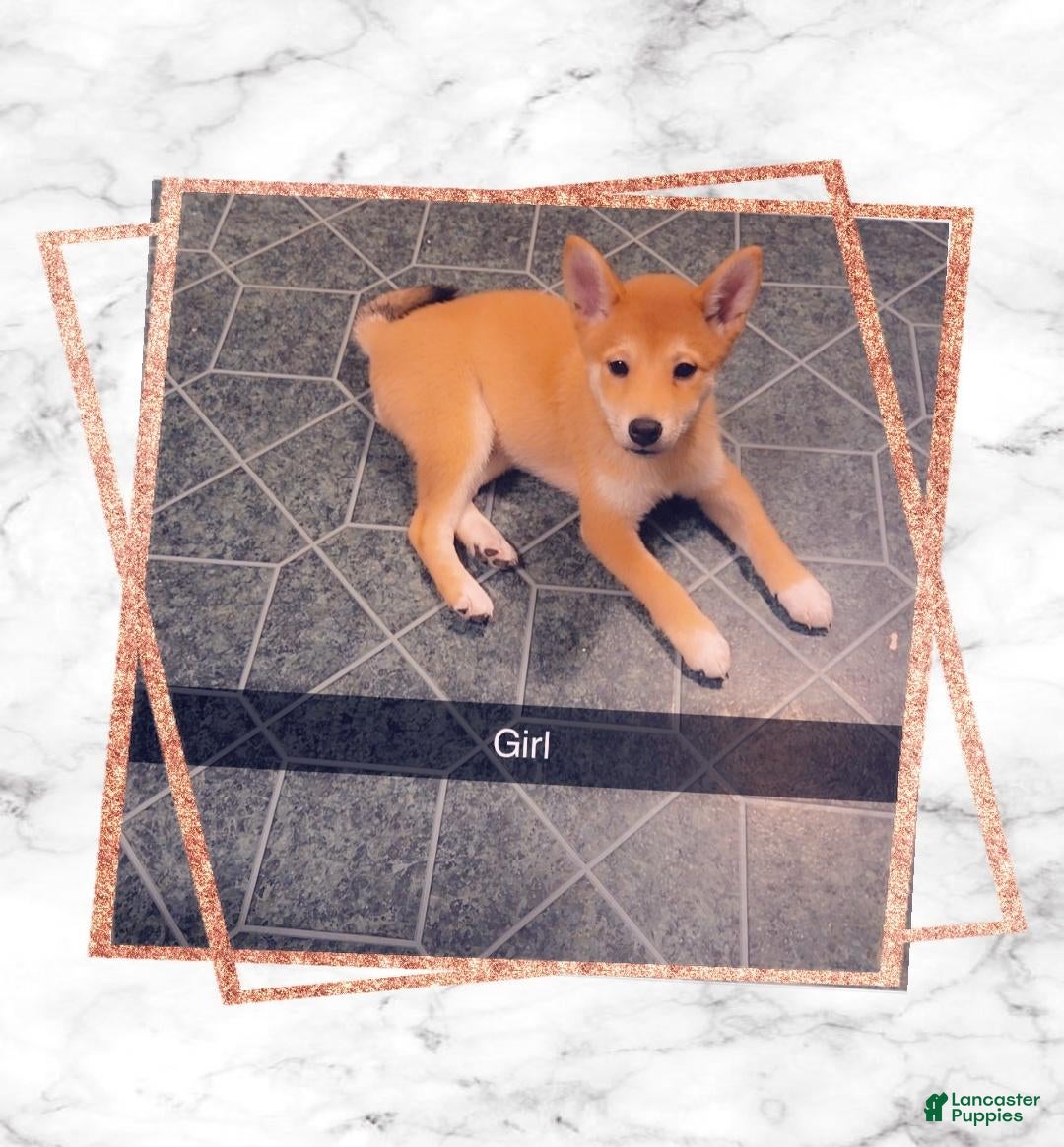 Shiba Inu dogs Shiba Inu 3 - Ad 32