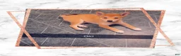 Shiba Inu dogs for sale: Shiba Inu 3 - Ad 1