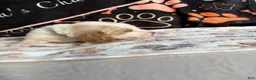 Basset Hound dogs for sale: Basset Hound 2 - Ad 2
