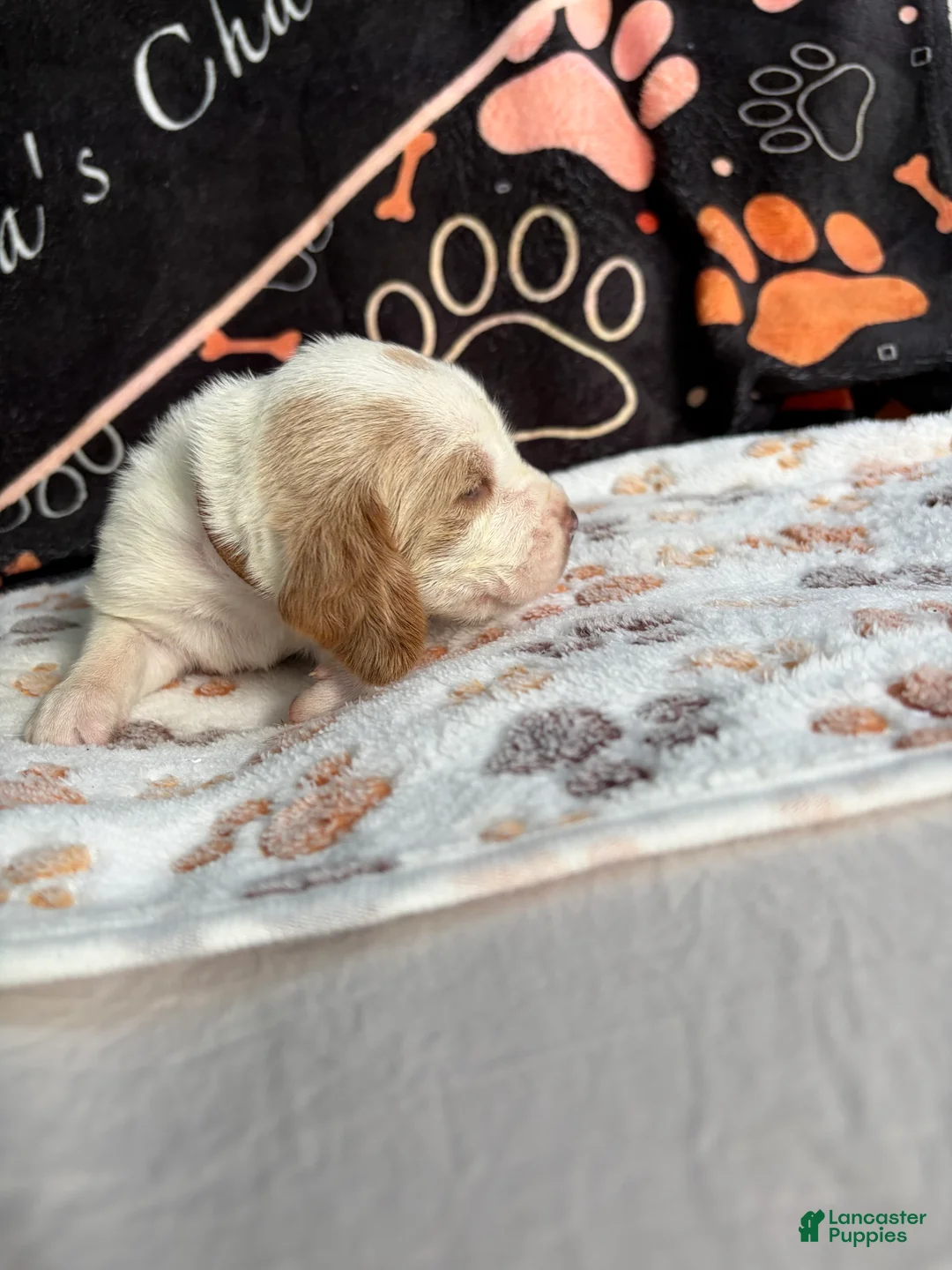 Basset Hound dogs for sale: Basset Hound 2 - Ad 2