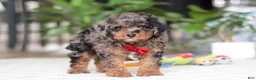 Cavapoo dogs for sale: Oakley - Ad 3