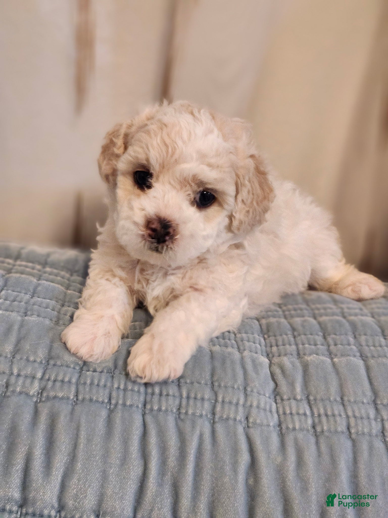Maltipoo dogs for sale: Maltipoo 3 - Ad 4