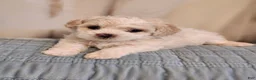 Maltipoo dogs for sale: Maltipoo 3 - Ad 1