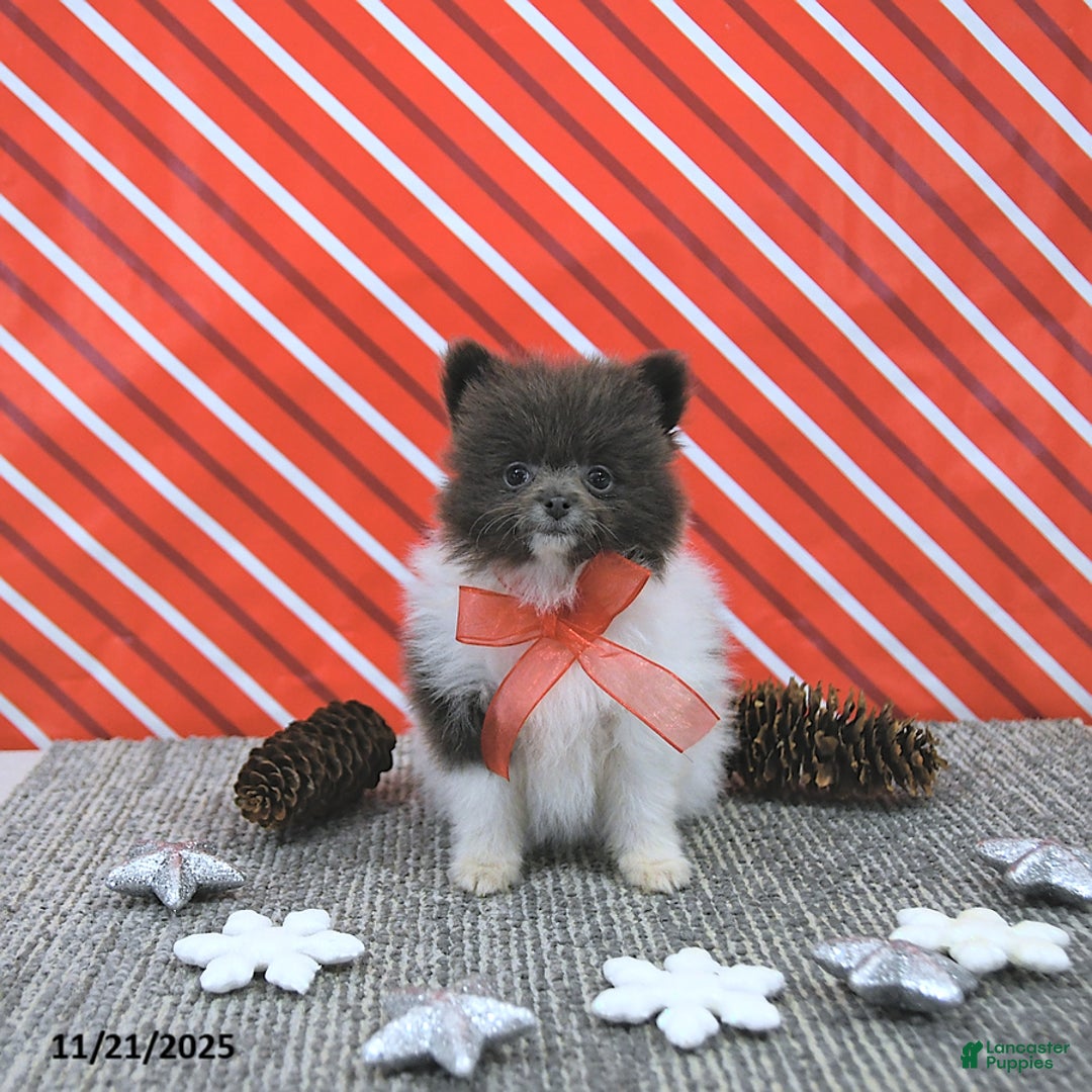 Pomeranian dogs for sale: Lana - Ad 8