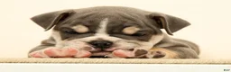 English Bulldog dogs for sale: Captain - Ad 6