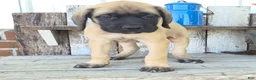 English Mastiff dogs for sale: Jesse - Ad 5