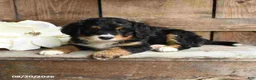 Mini Bernedoodle dogs for sale: Ranger - Ad 2