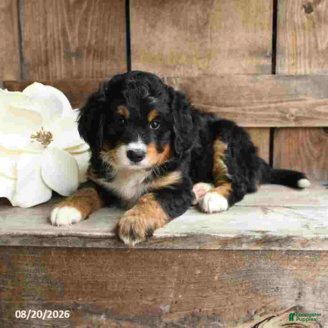 Mini Bernedoodle dogs for sale: Ranger - Ad 2