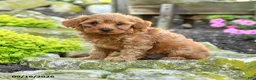 Miniature Poodle dogs for sale: Tucker - Ad 3