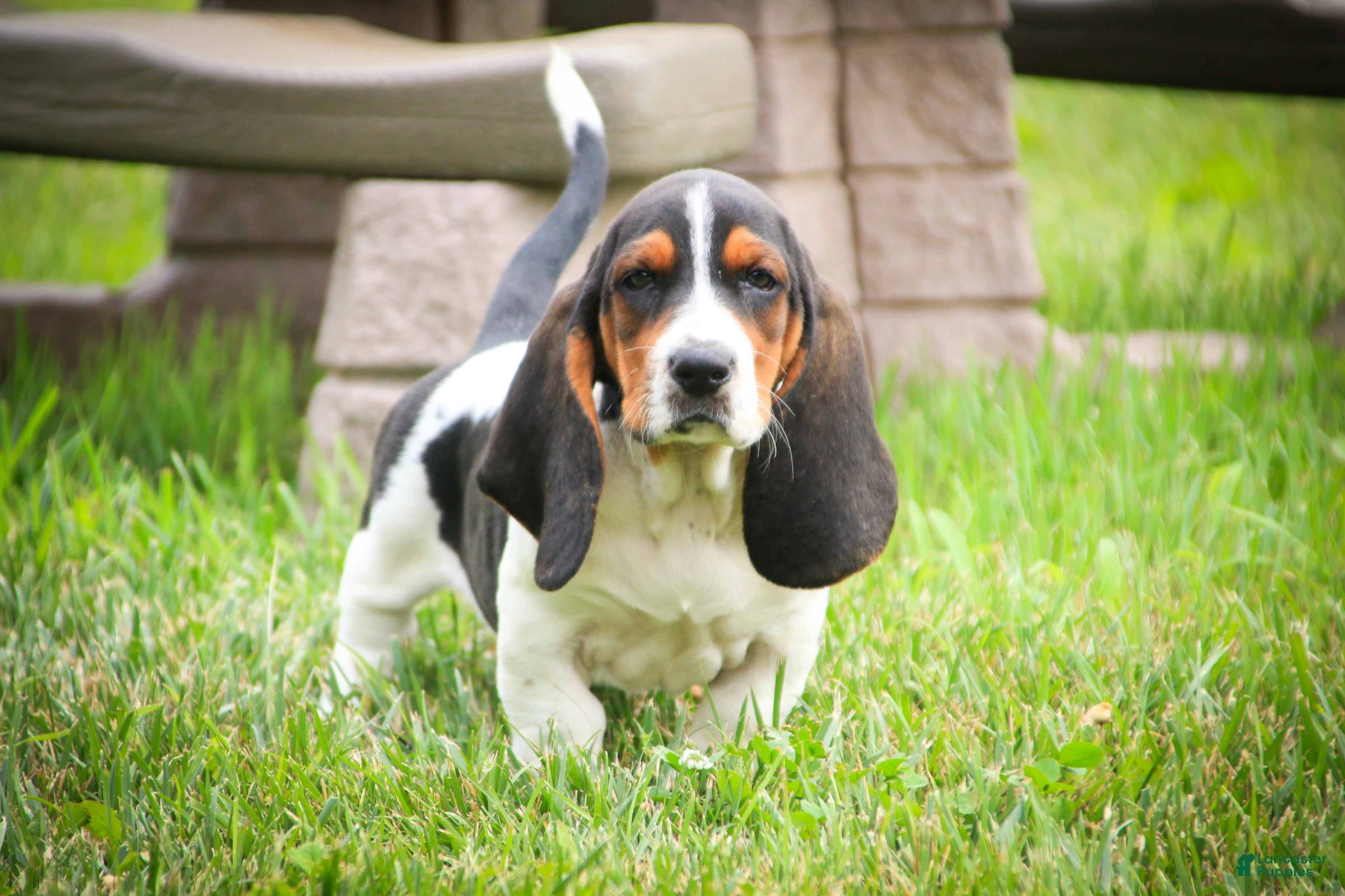 Basset Hound dogs Morgan - Ad 2