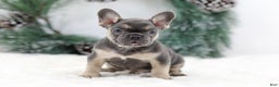 French Bulldog dogs for sale: Jordan - Ad 1