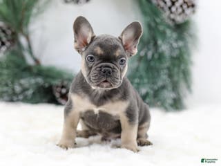 French Bulldog dogs Jordan - Ad 2
