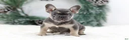 French Bulldog dogs for sale: Jordan - Ad 1