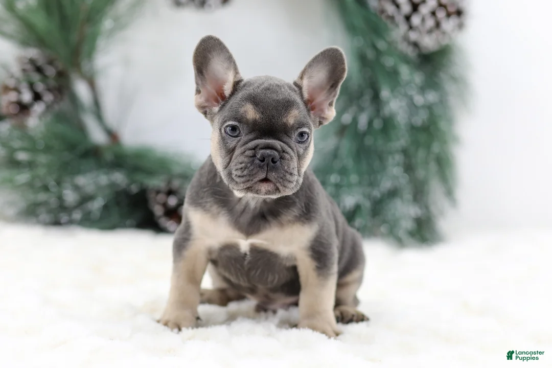 French Bulldog dogs for sale: Jordan - Ad 1
