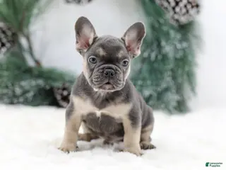 French Bulldog dogs Jordan - Ad 19