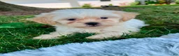 Teddy Bear dogs for sale: Callie - Ad 7