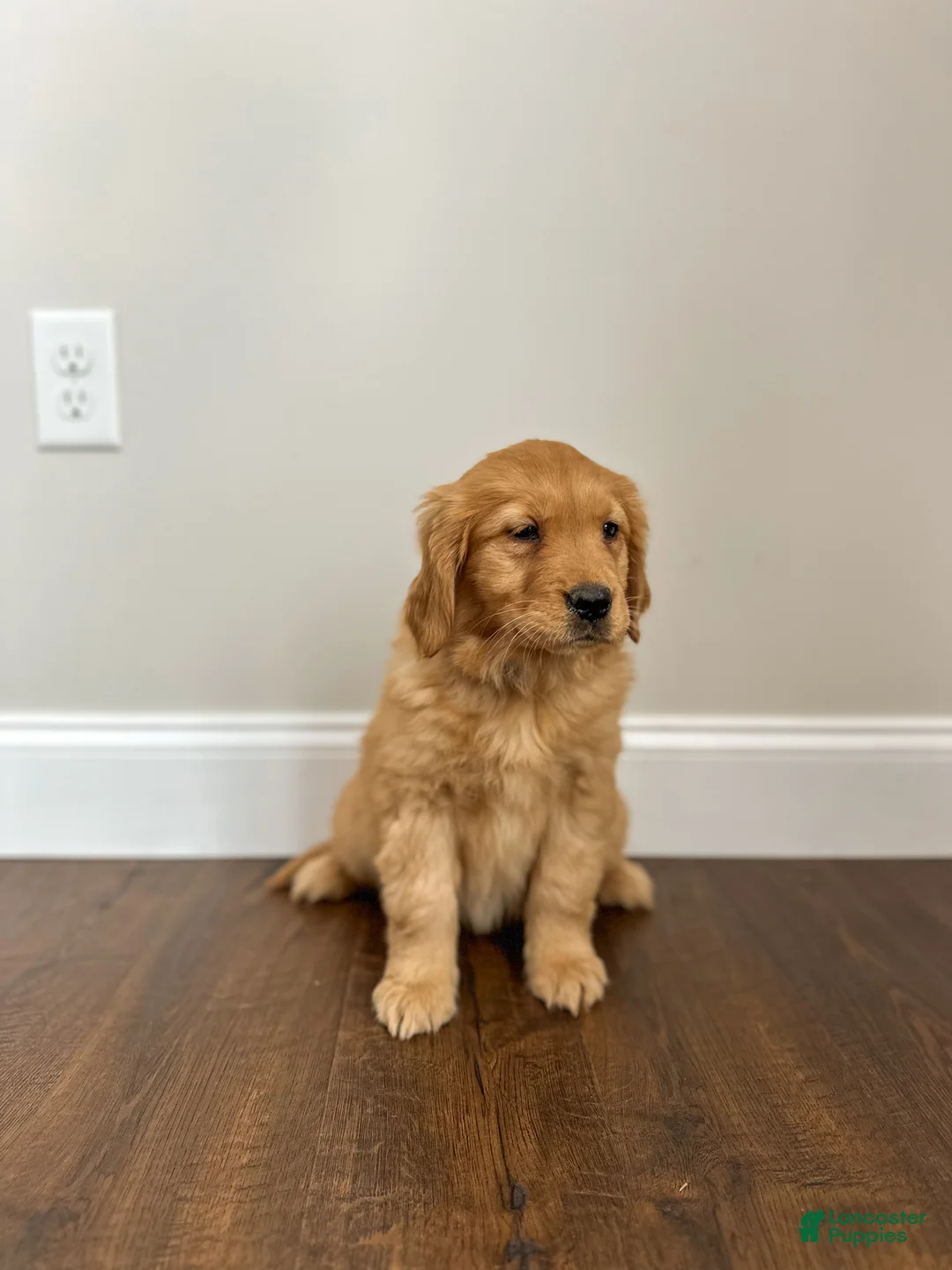Golden Retriever dogs for sale: Callie - Ad 3