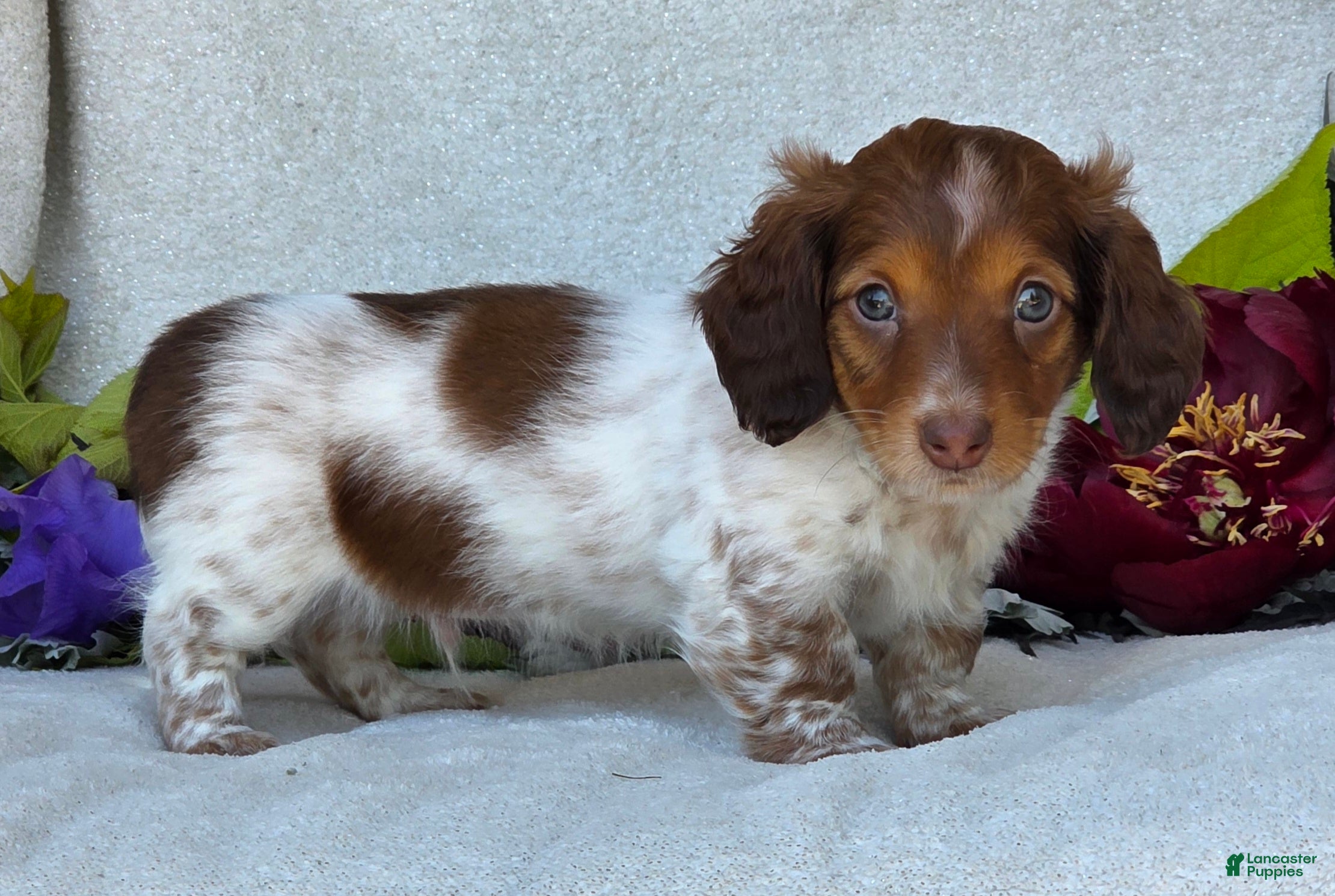 Miniature Dachshund dogs for sale: Lance - Ad 4