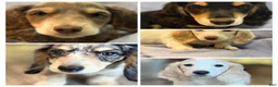 Dachshund dogs for sale: Dachshund 1 - Ad 2