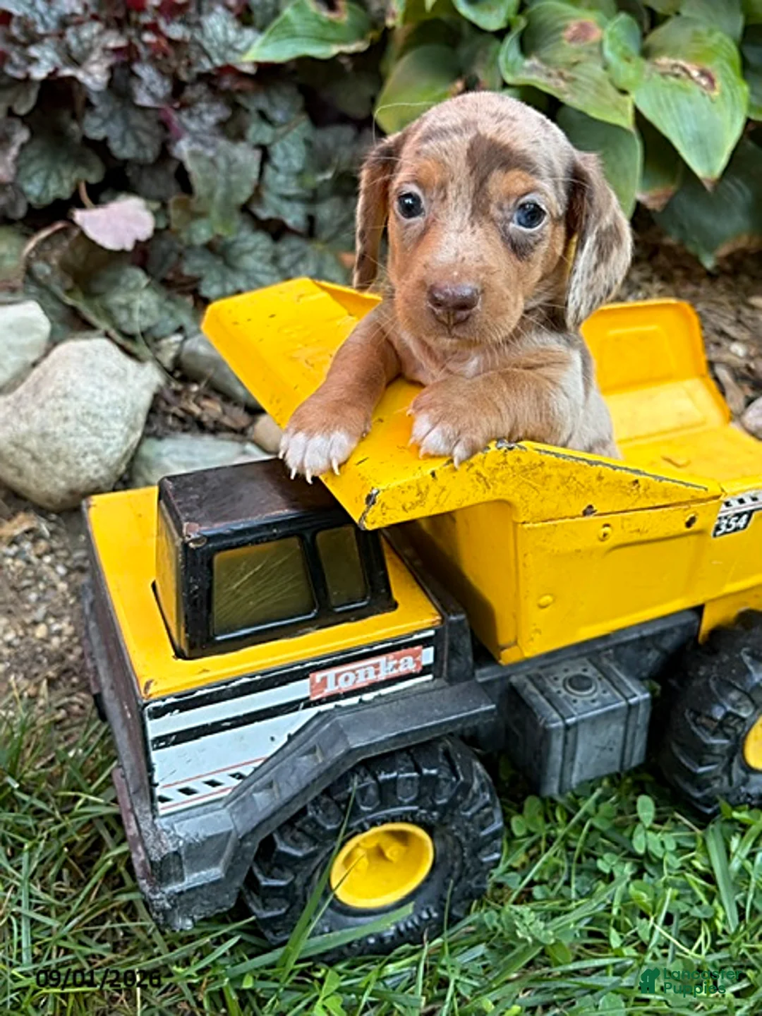 Dachshund dogs for sale: Finn - Ad 3