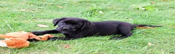 Labrador Retriever dogs for sale: Evangaline - Ad 3