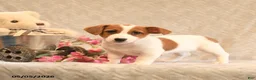 Jack Russell Terrier dogs for sale: Rosie - Ad 2