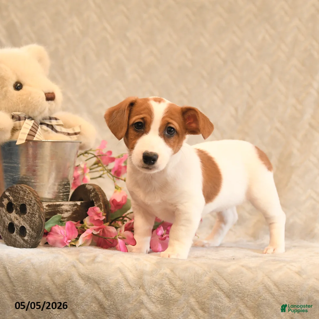 Jack Russell Terrier dogs for sale: Rosie - Ad 2