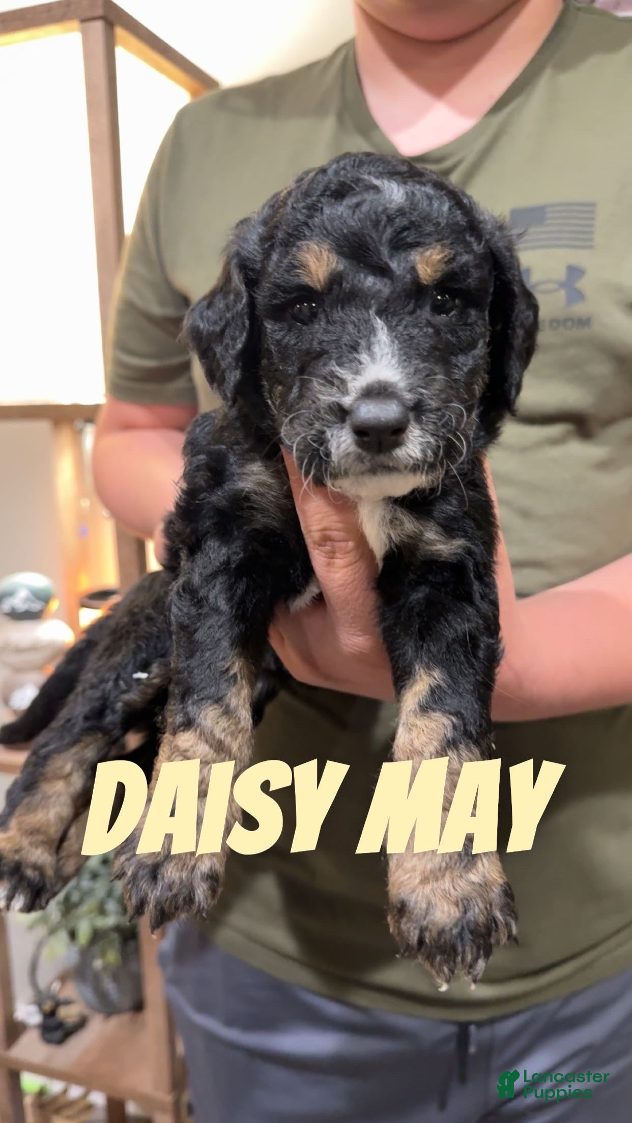 Mixed Breed dogs Mixed Breed 5 - Ad 35