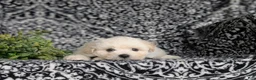 Bichon Frise dogs for sale: Barney - Ad 5