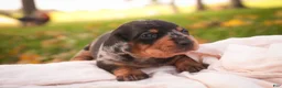Miniature Dachshund dogs for sale: Libby Miniature Dachshund  - Ad 4